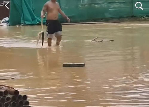 辟谣，暴雨后水中抓鱼并非明智之举