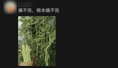 山东人吃不起豆橛子？真相究竟如何？