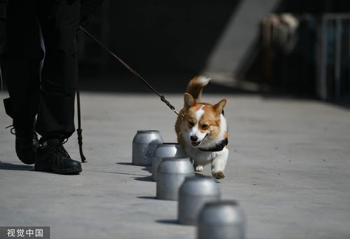 柯基警犬福仔转正记，勇气与智慧并存的警队新星