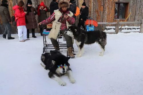 雪乡旅游攻略，冬日童话的完美指南