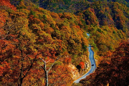 安徽黄山，中国山水的绝美画卷