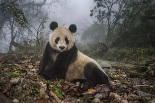 四川卧龙旅游，探秘熊猫的故乡与自然的奇观