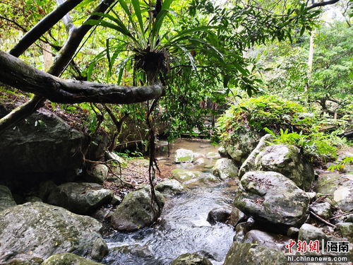 五指山，探秘海南热带雨林的生态宝藏