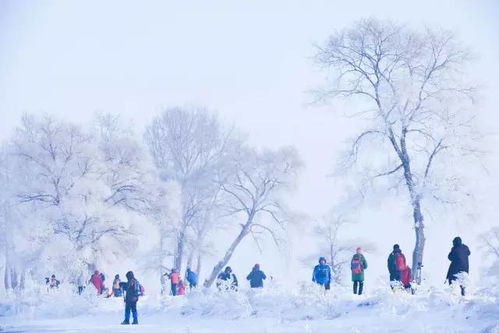 东北的雪，从白到紫的深度体验