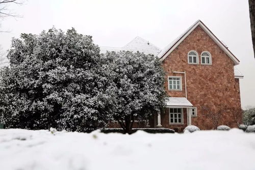 上海下雪了