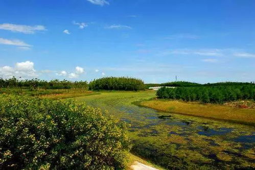 上海海湾国家森林公园，都市绿洲中的自然奇观